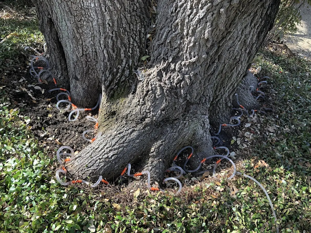 Detailed Tree Cabling and Bracing job site in Husser