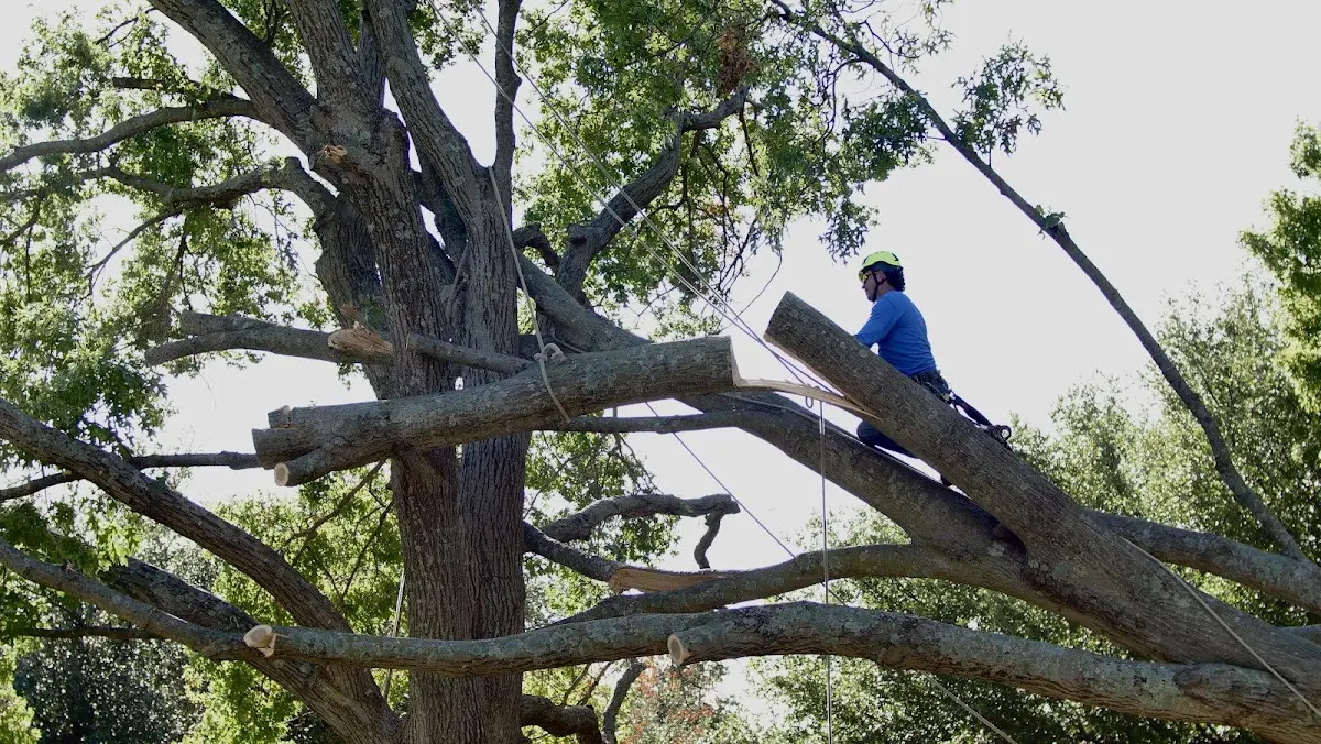 Professional Crown Thinning performed by certified arborists in Husser