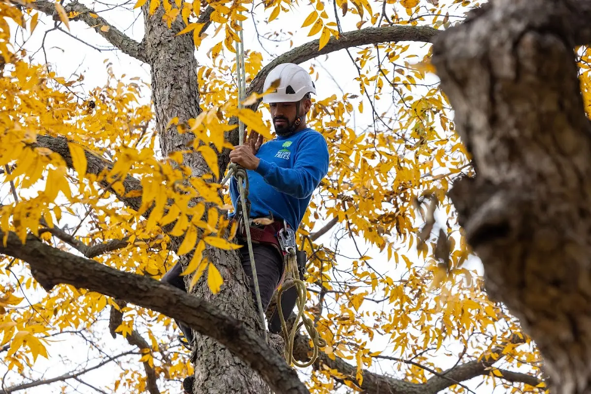 Skilled Tree Transplanting crew working in Husser